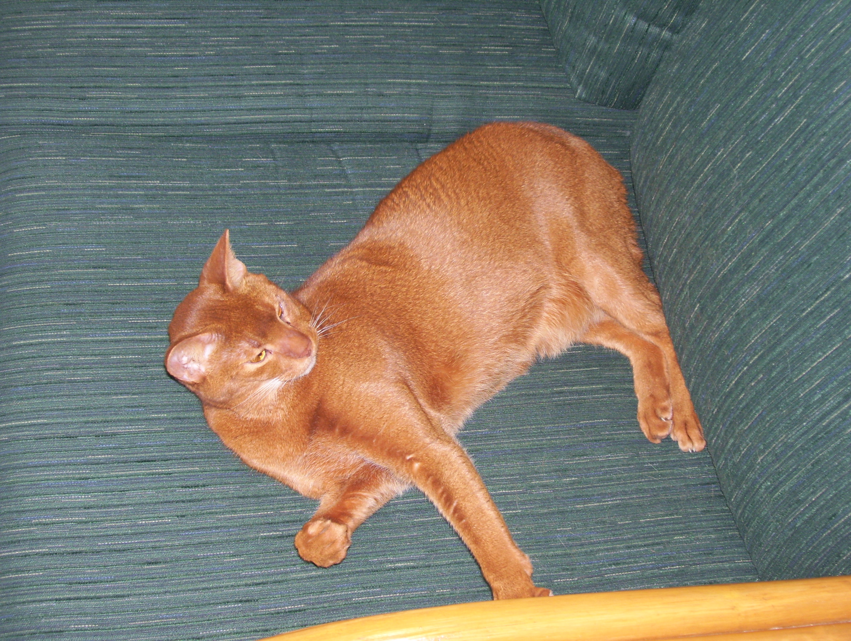 cat