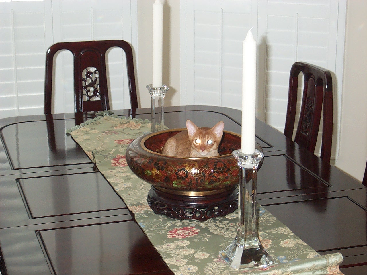 cat