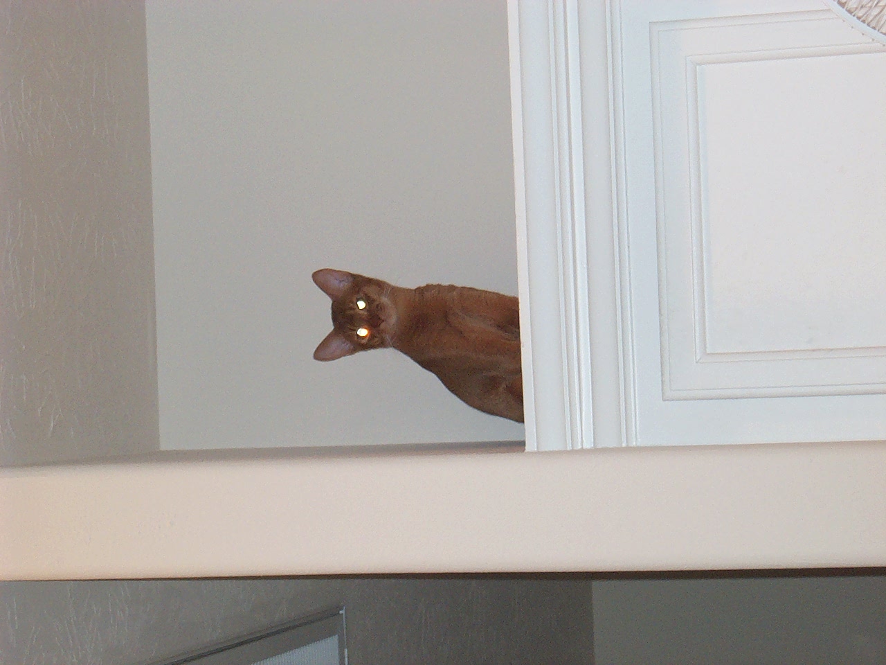 cat