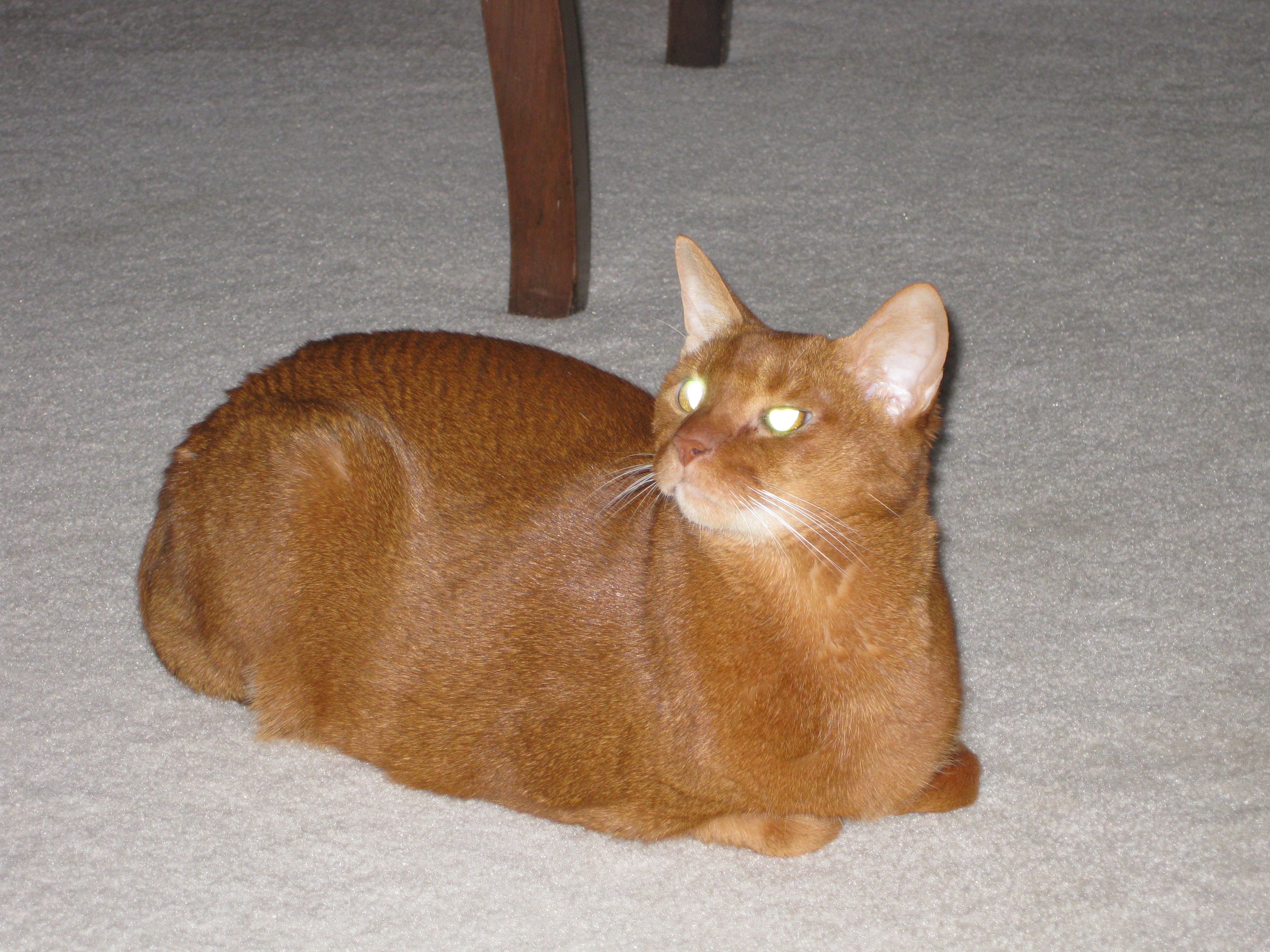 cat