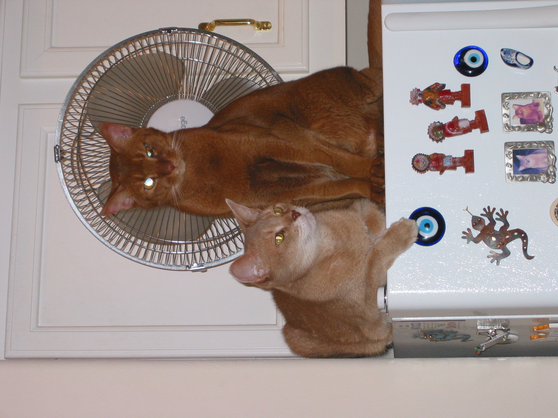 cat