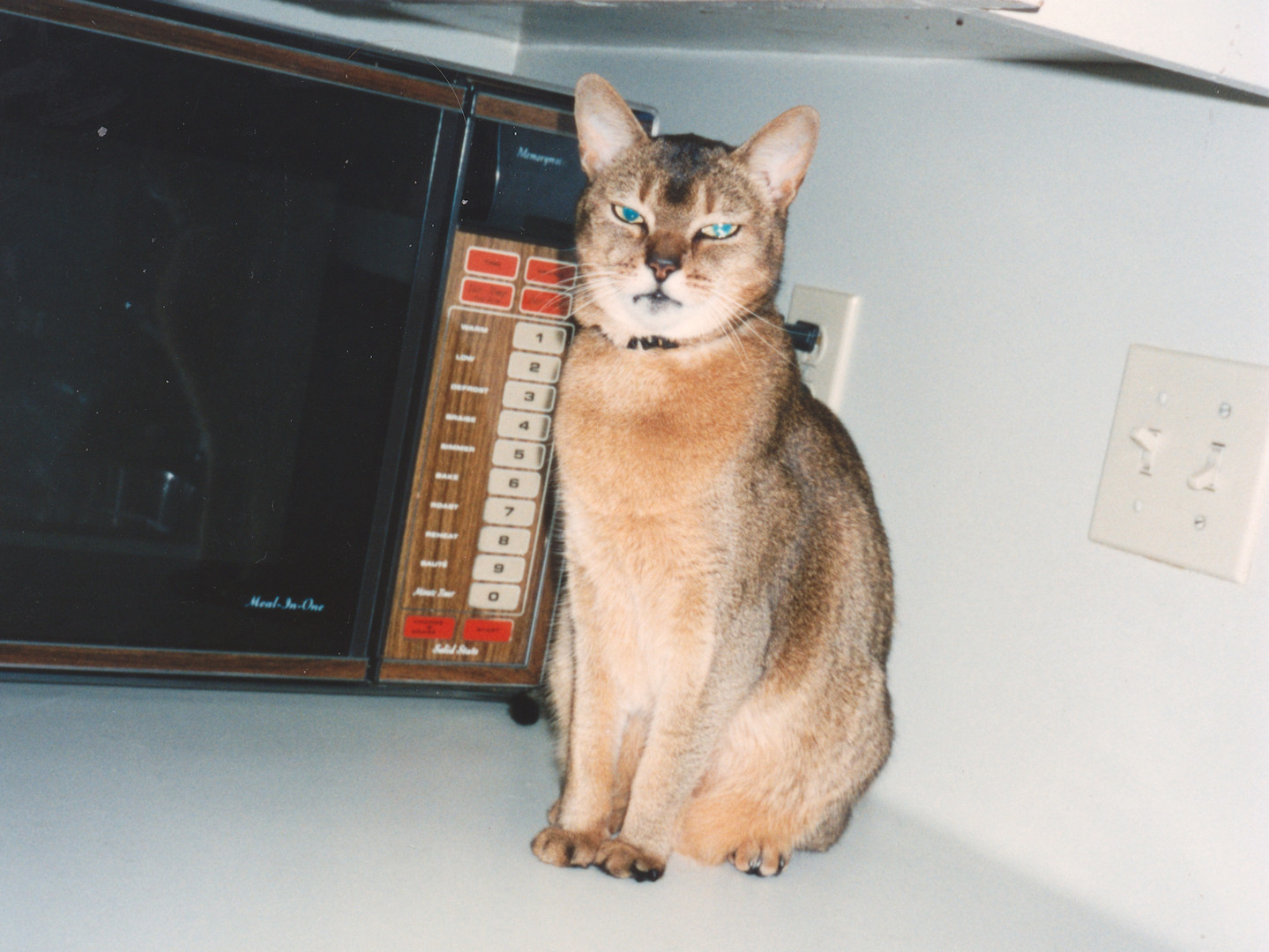 cat