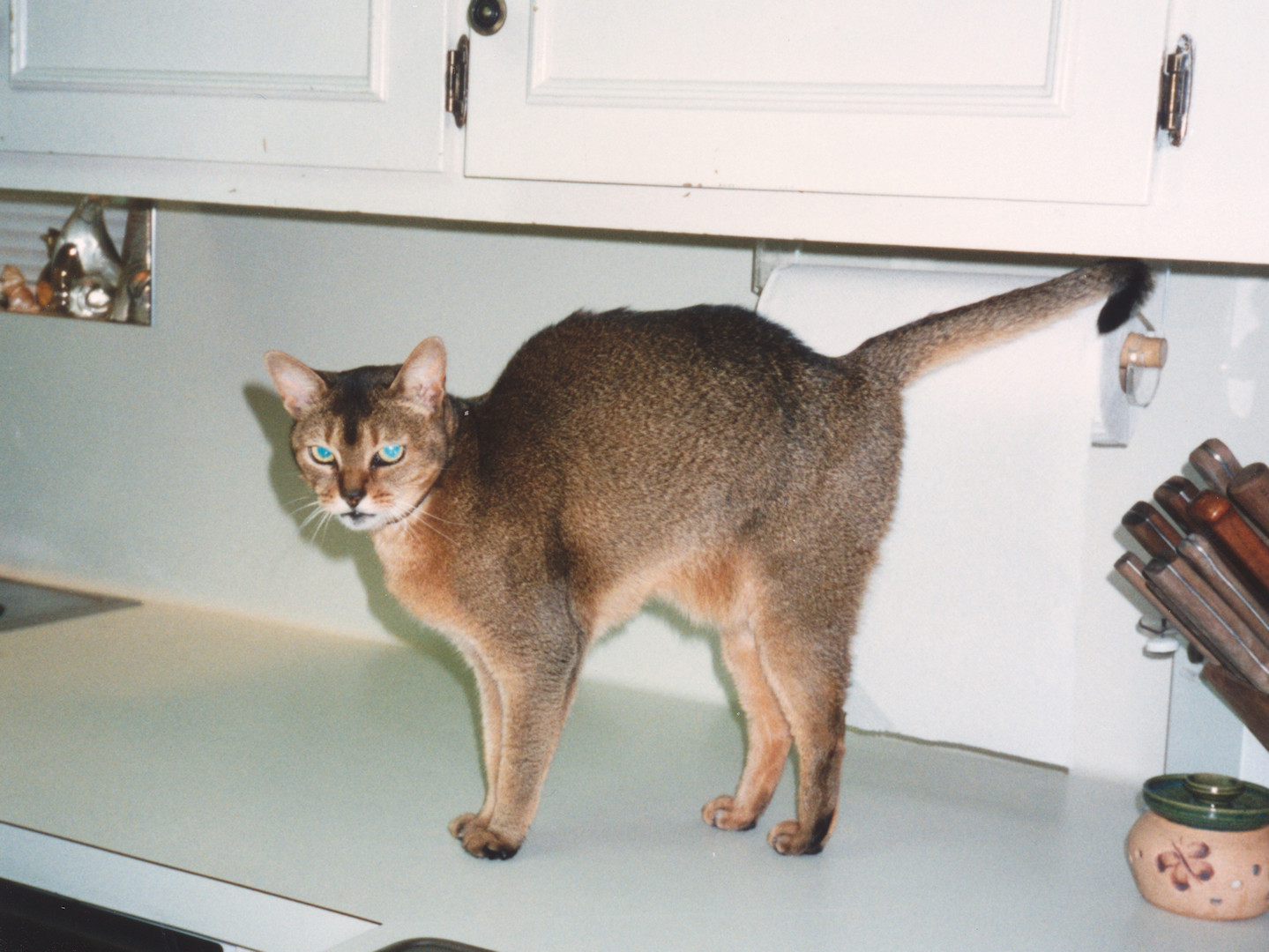 cat
