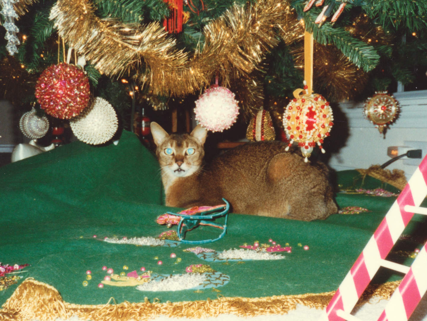 cat