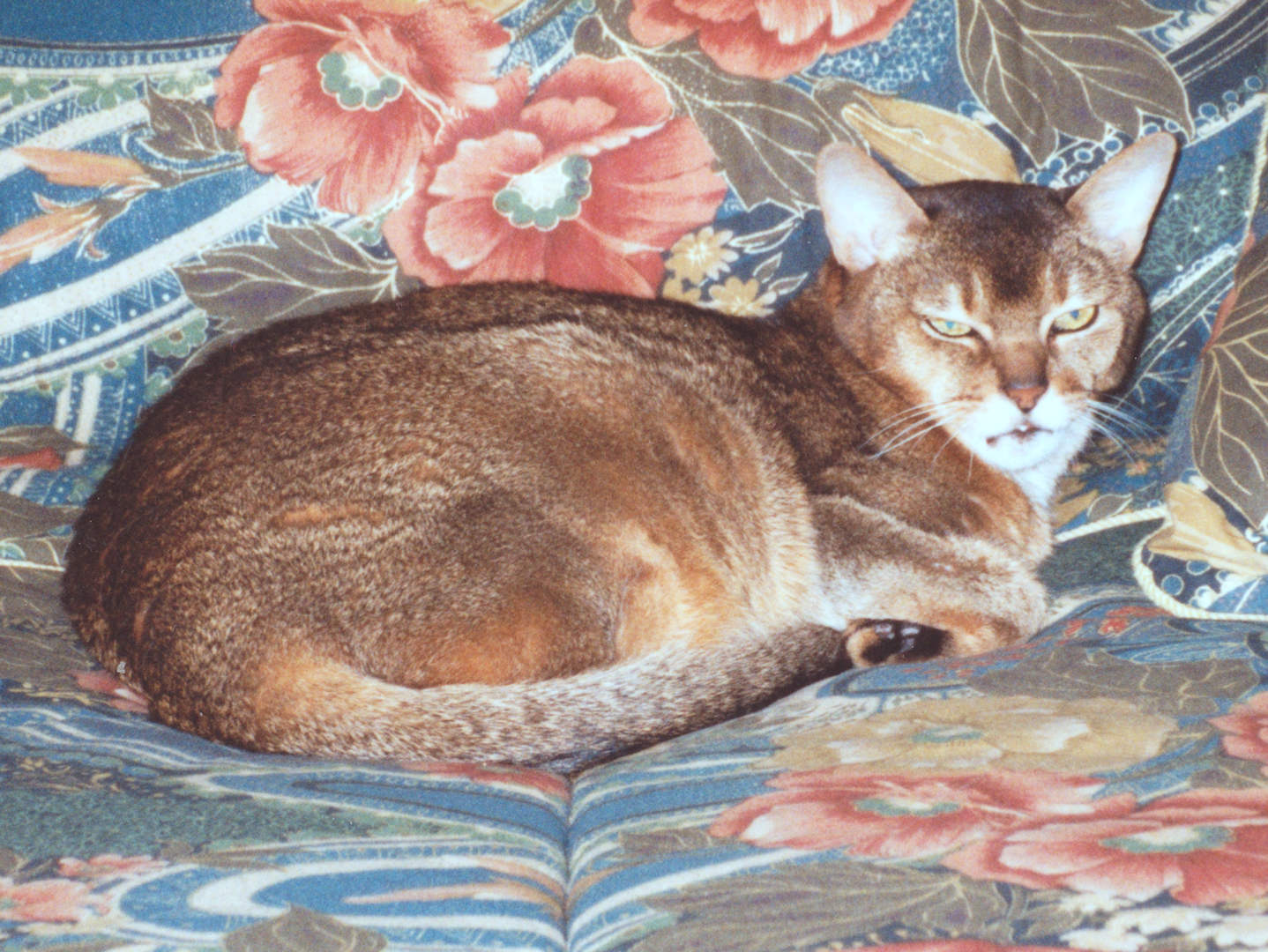 cat