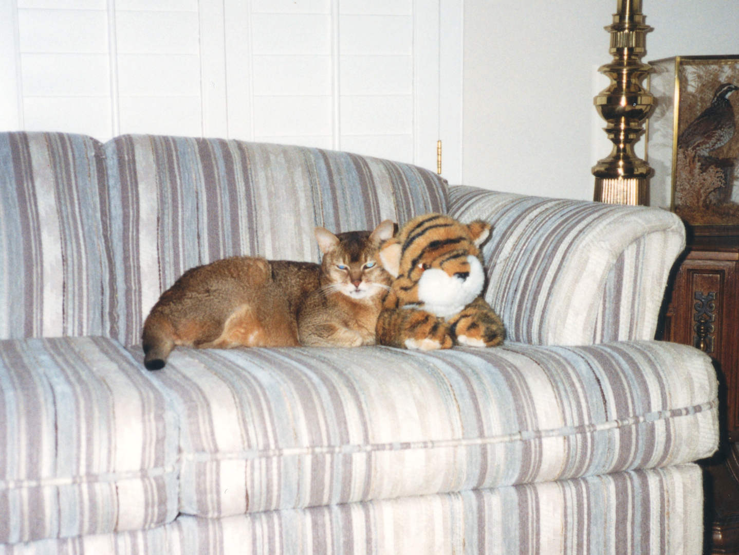 cat