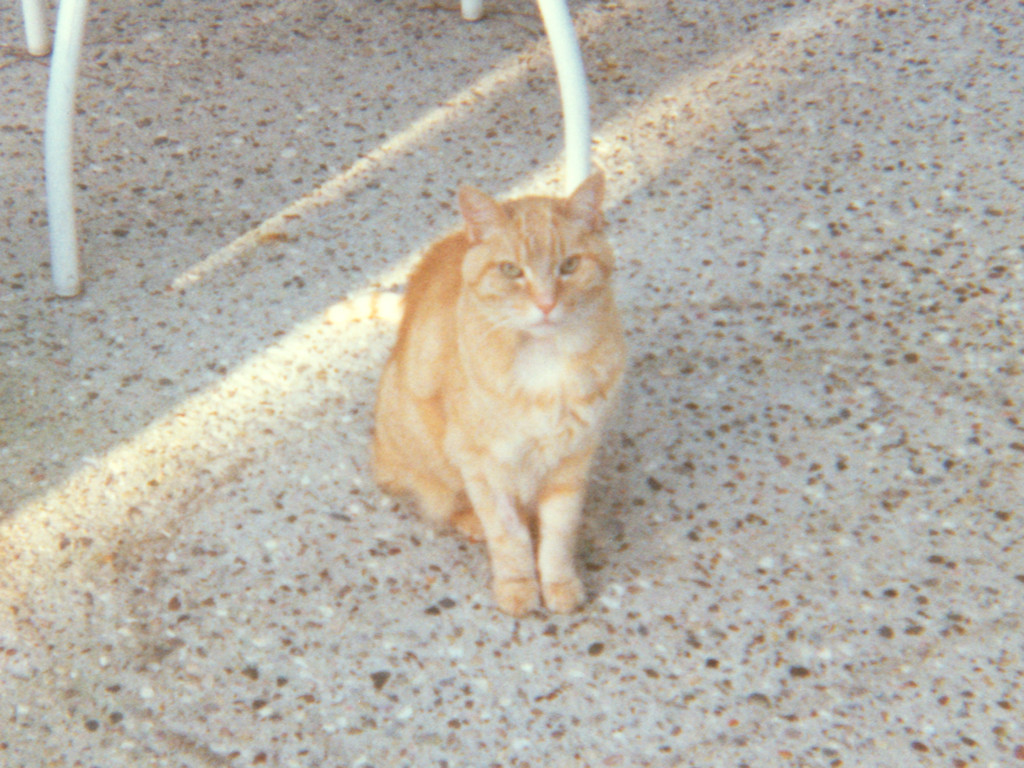 cat