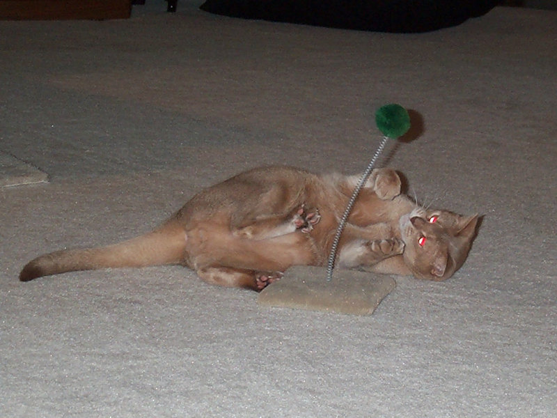 cat