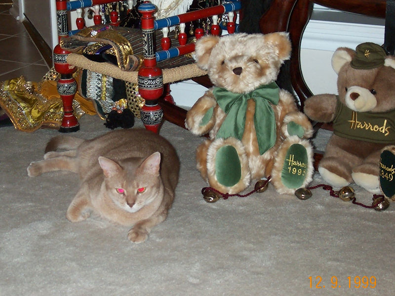 cat
