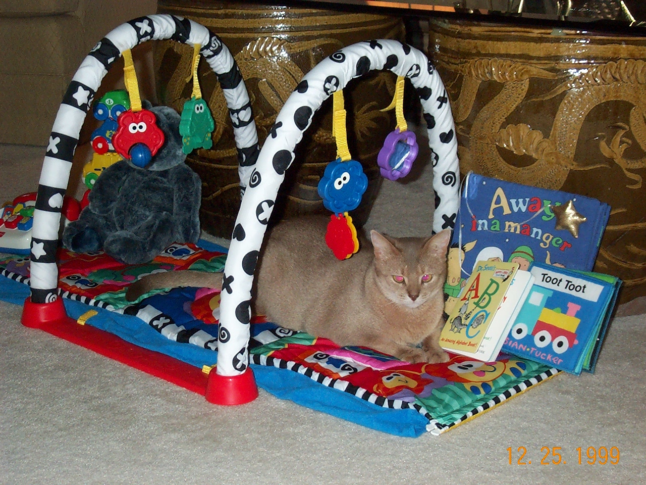 cat