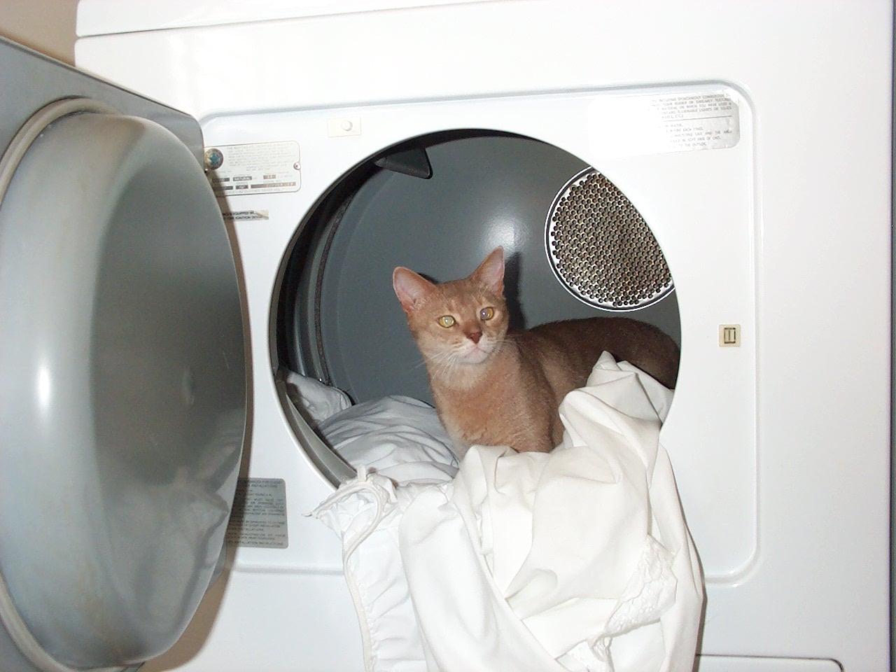 cat