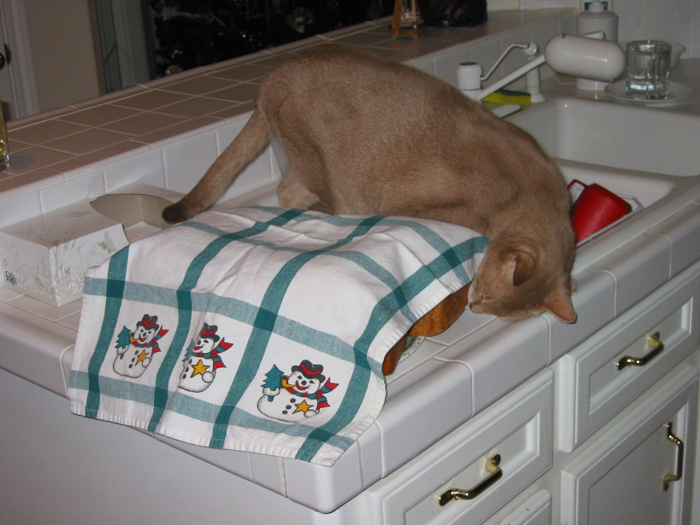 cat