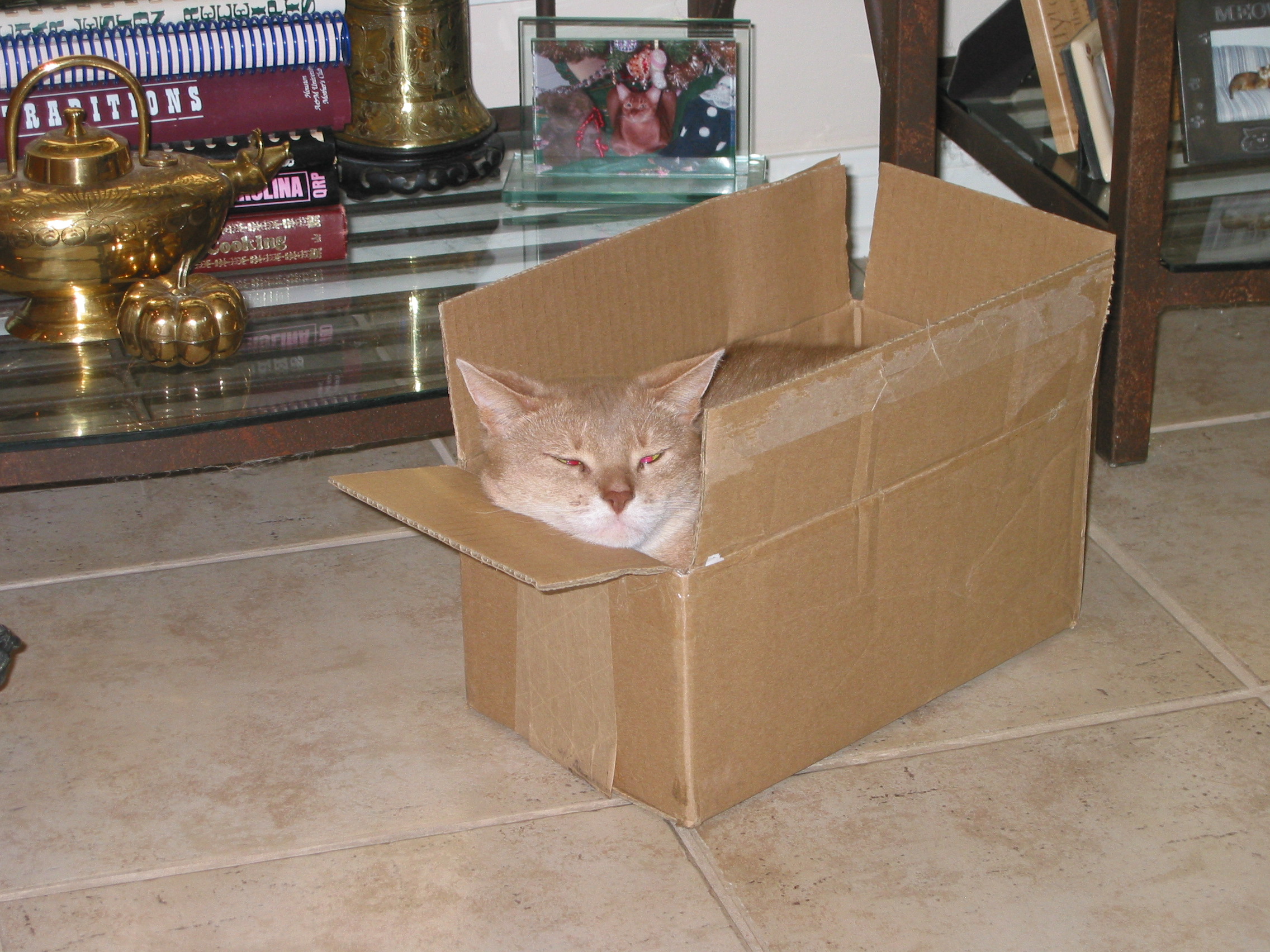 cat