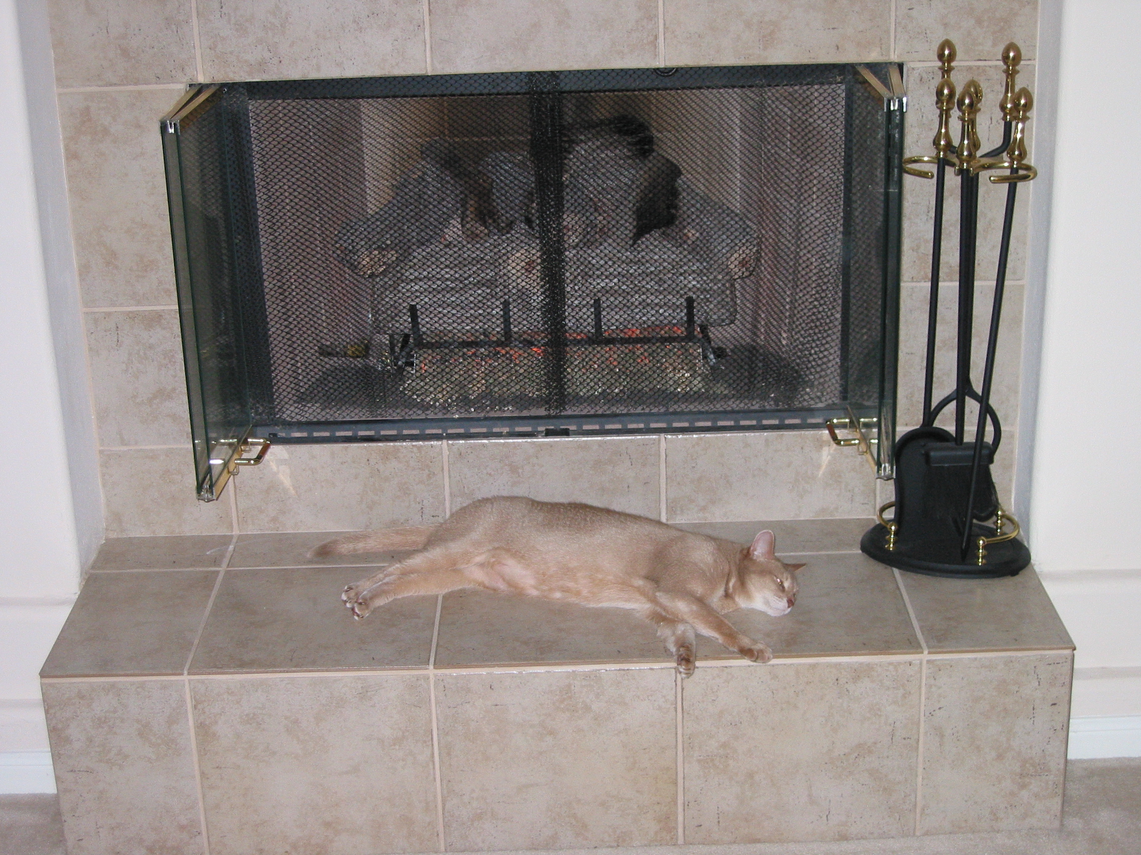 cat
