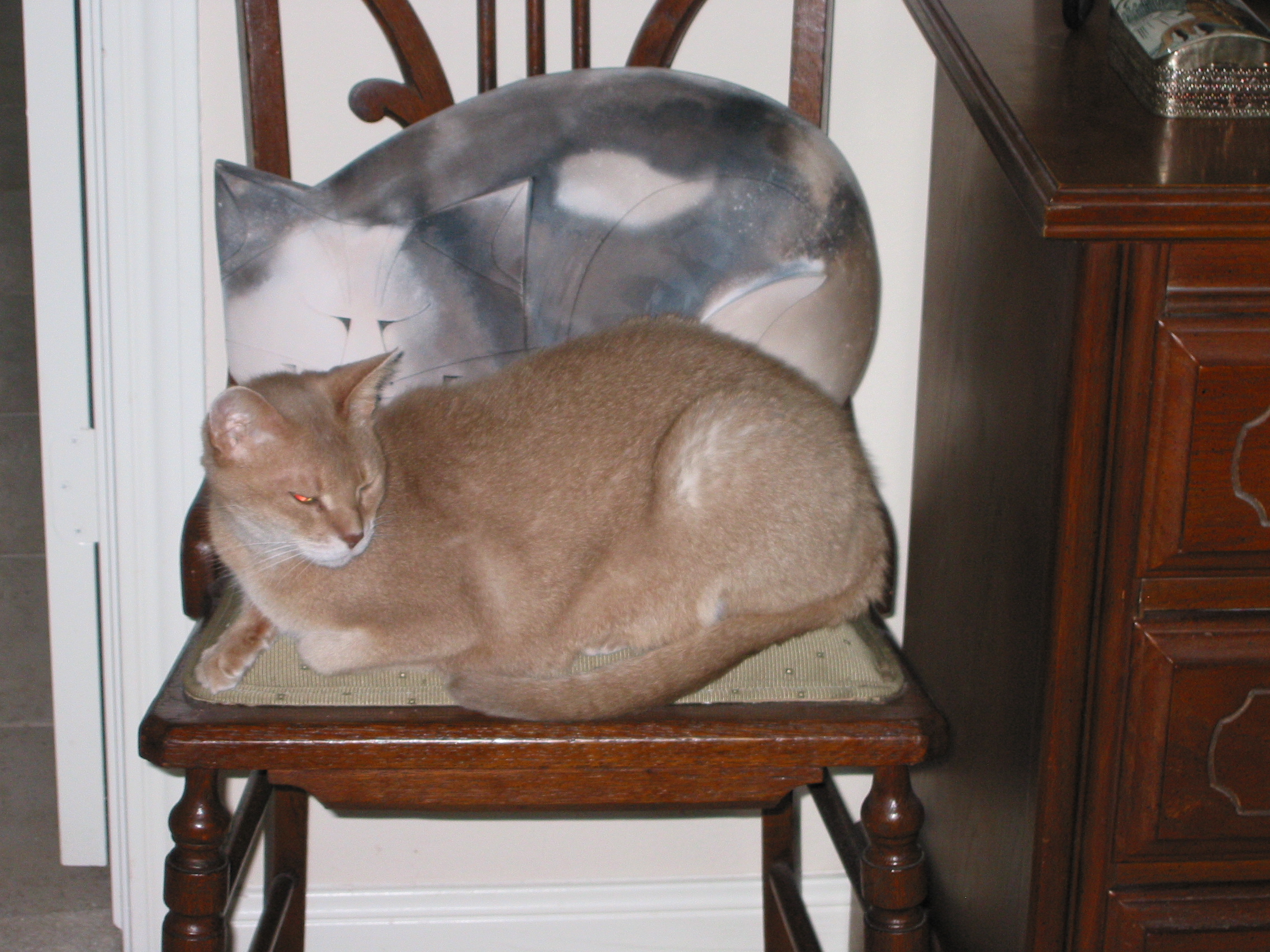 cat