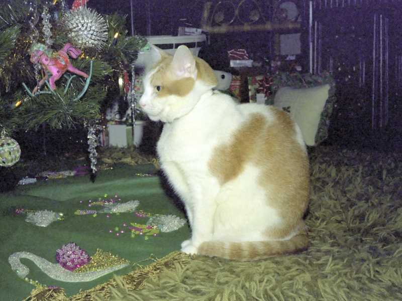 cat