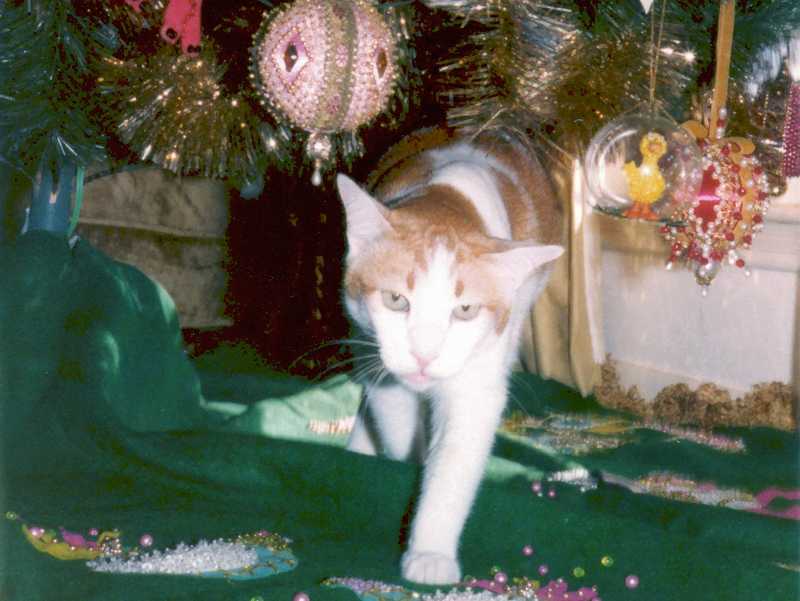 cat