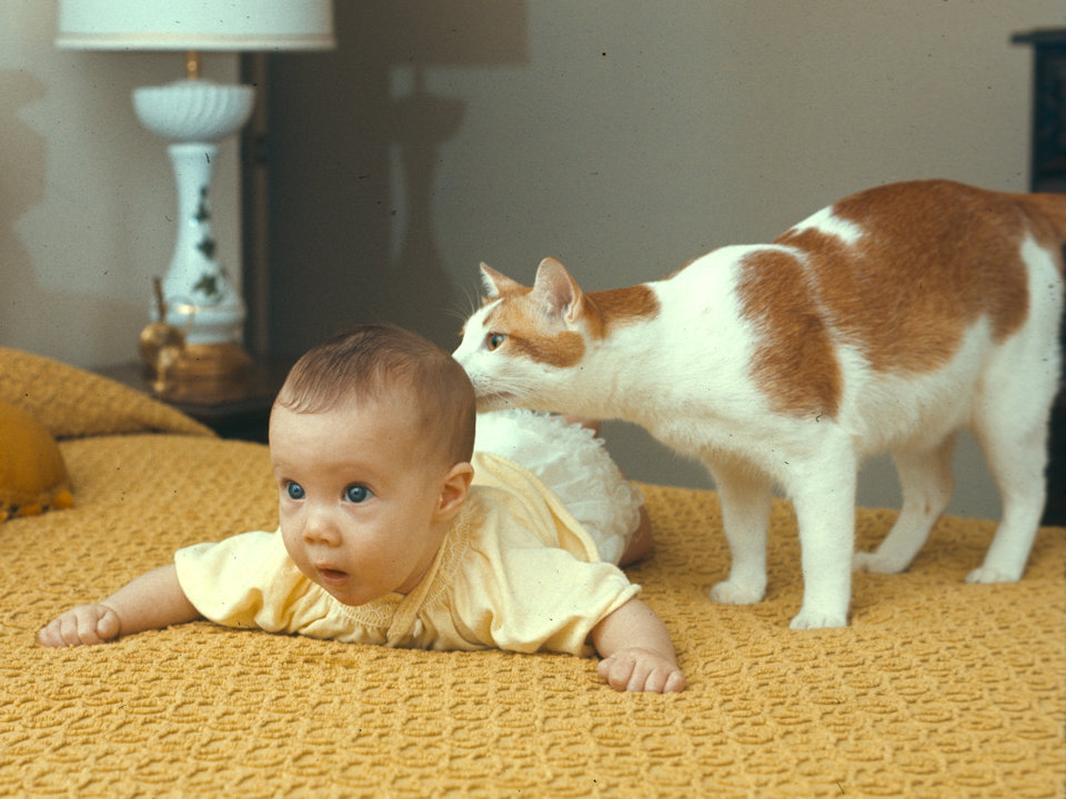 cat