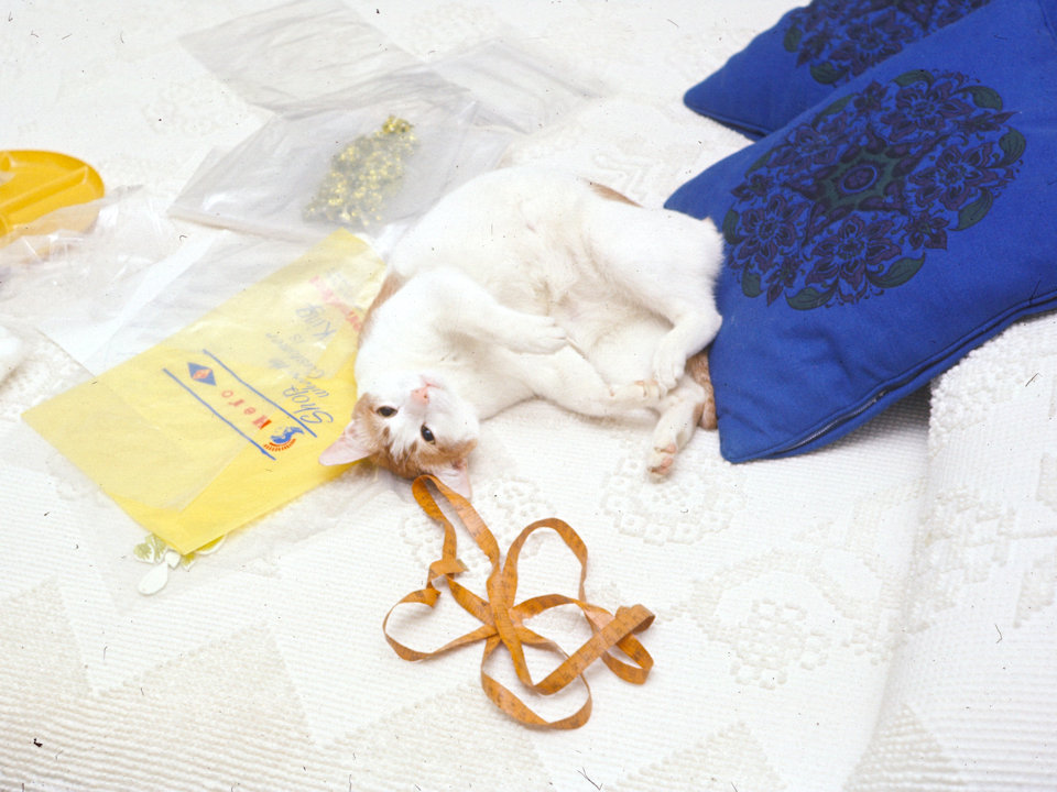 cat