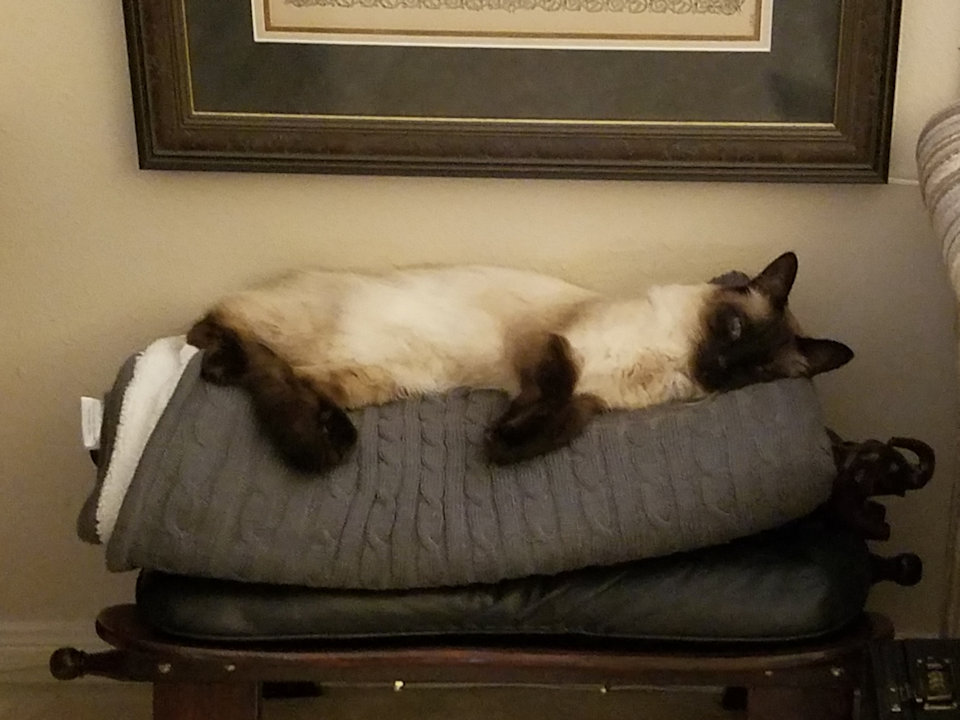 cat