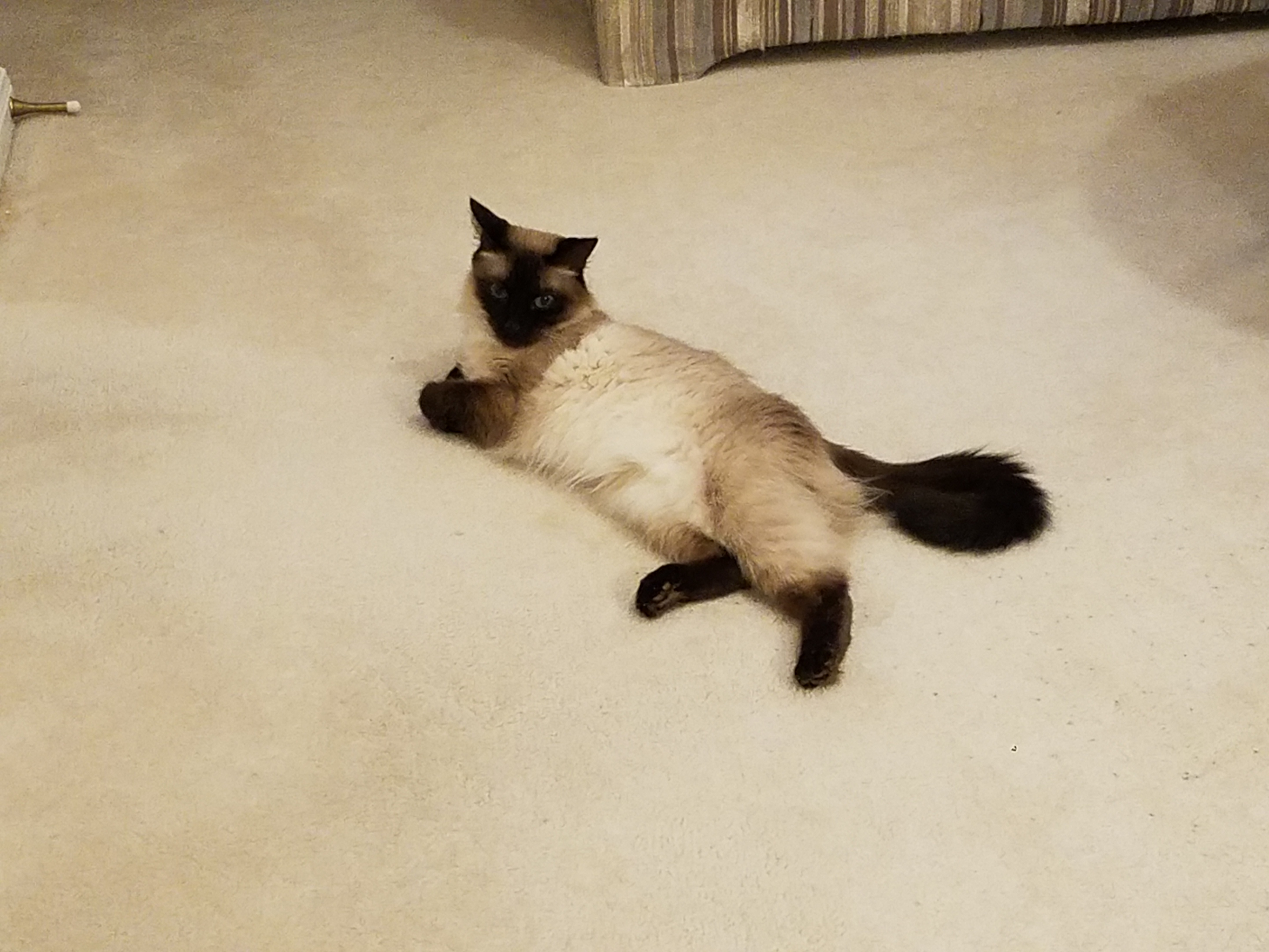cat