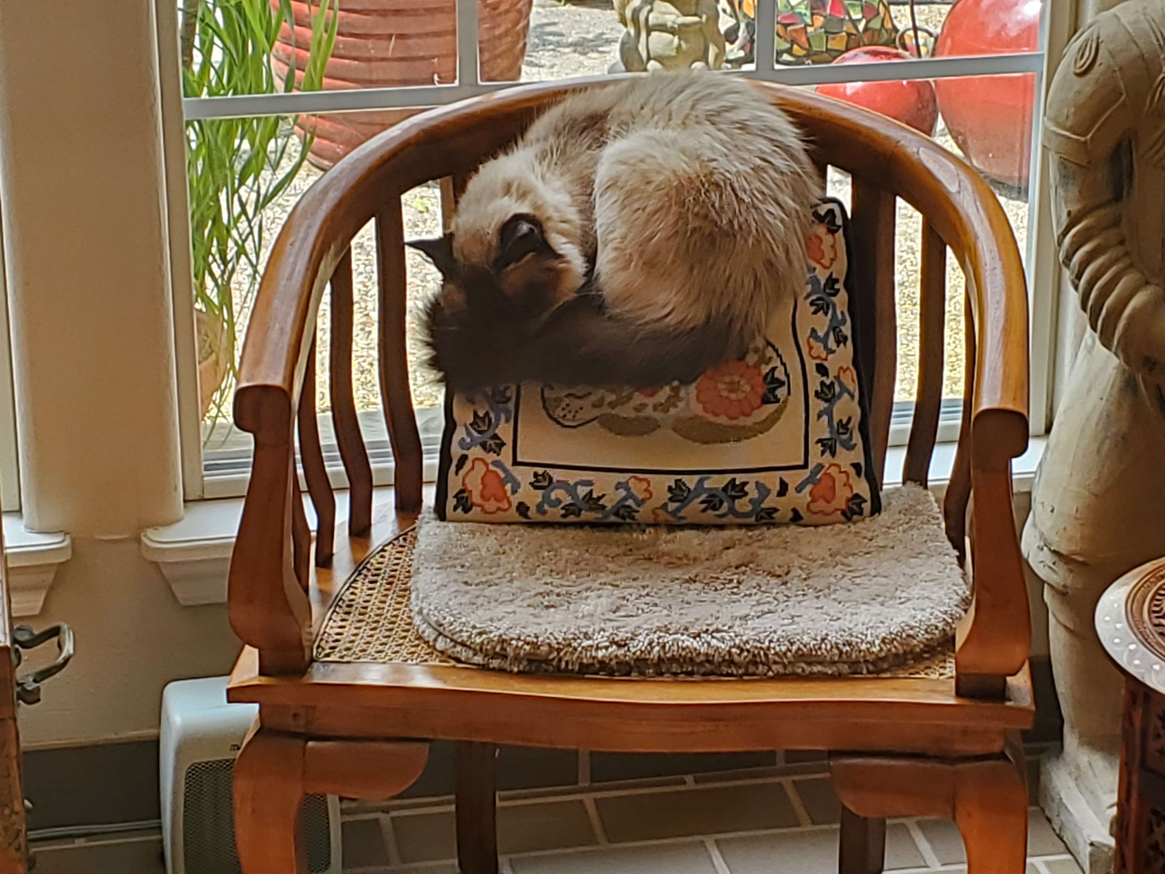 cat