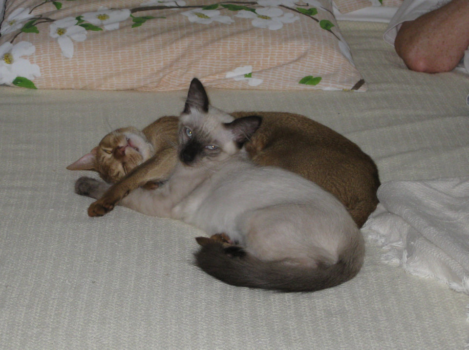 cat