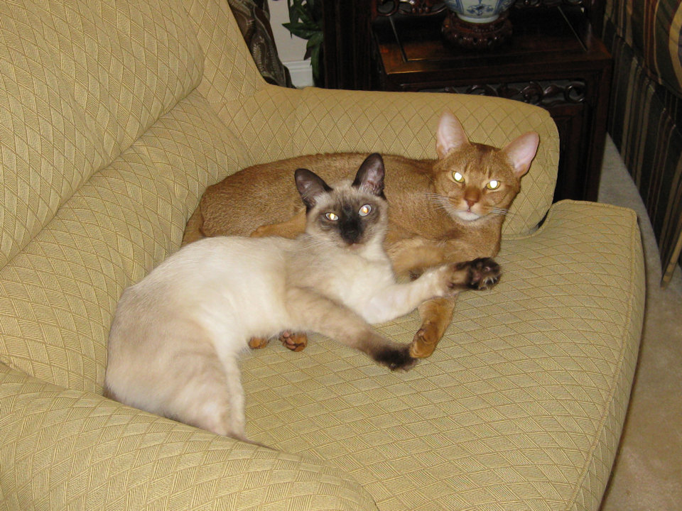 cat