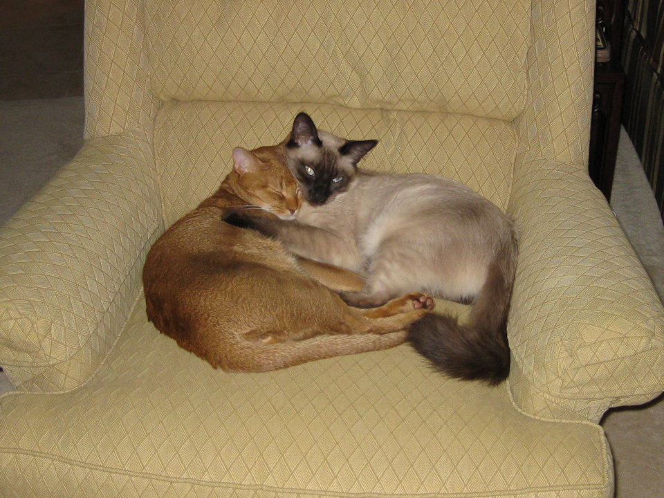 cat