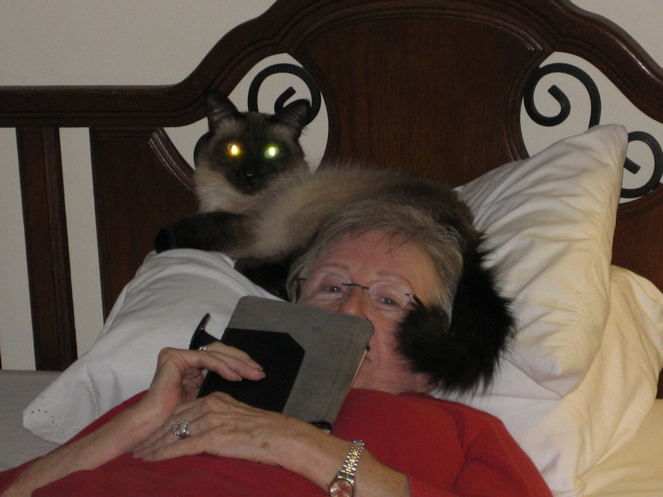 cat