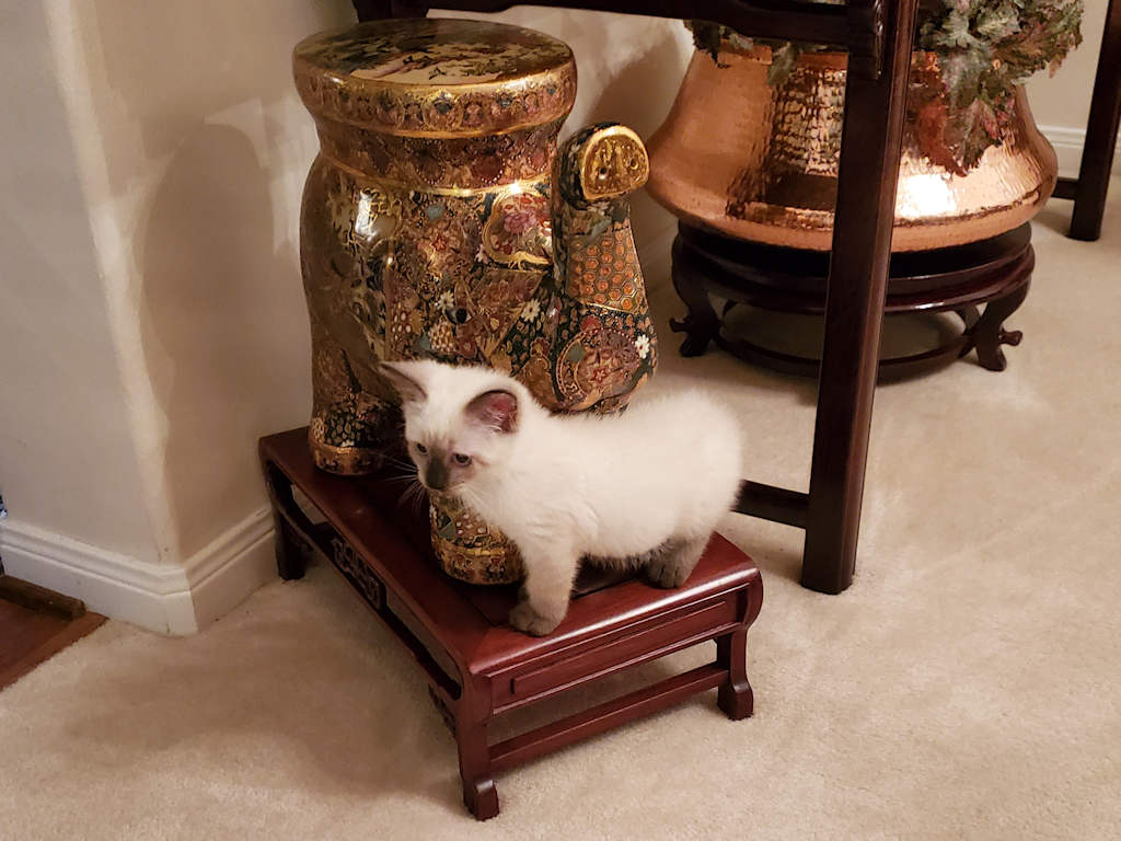 cat