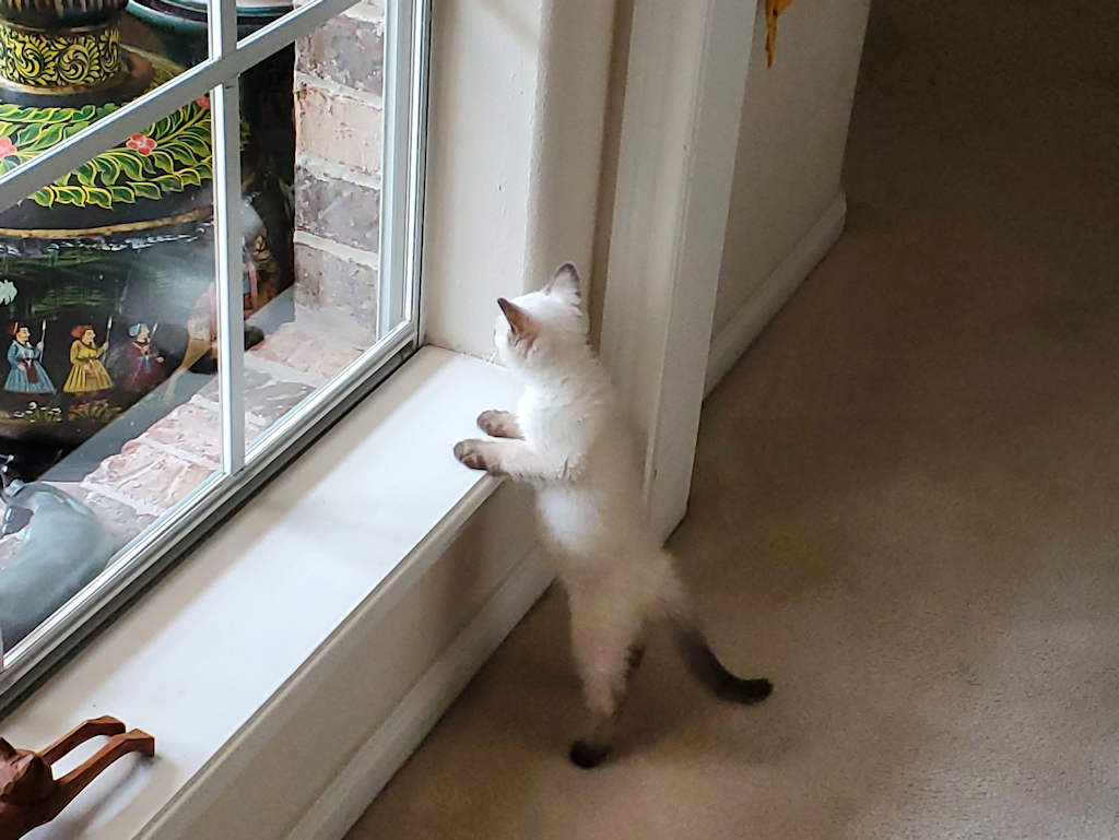 cat